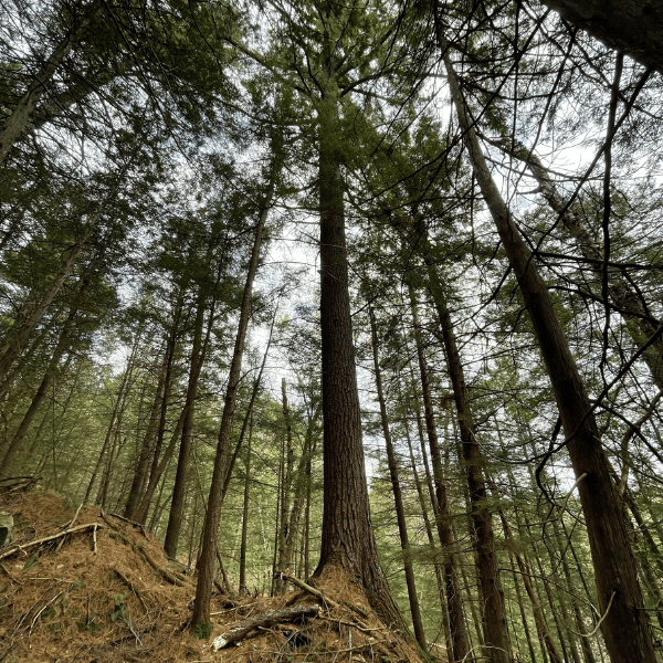 Ancient Forest Camping - Forest Bathing - Widgawa Lodge